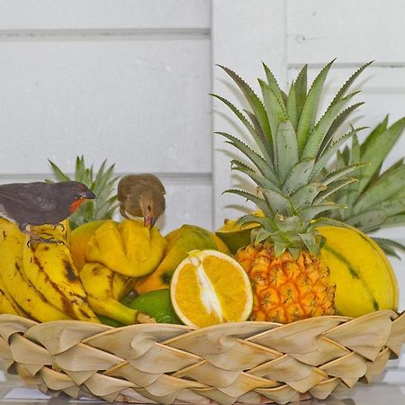 O Coeur De Deshaies Appartements Grande Anse Et Amandiers Eksteriør bilde
